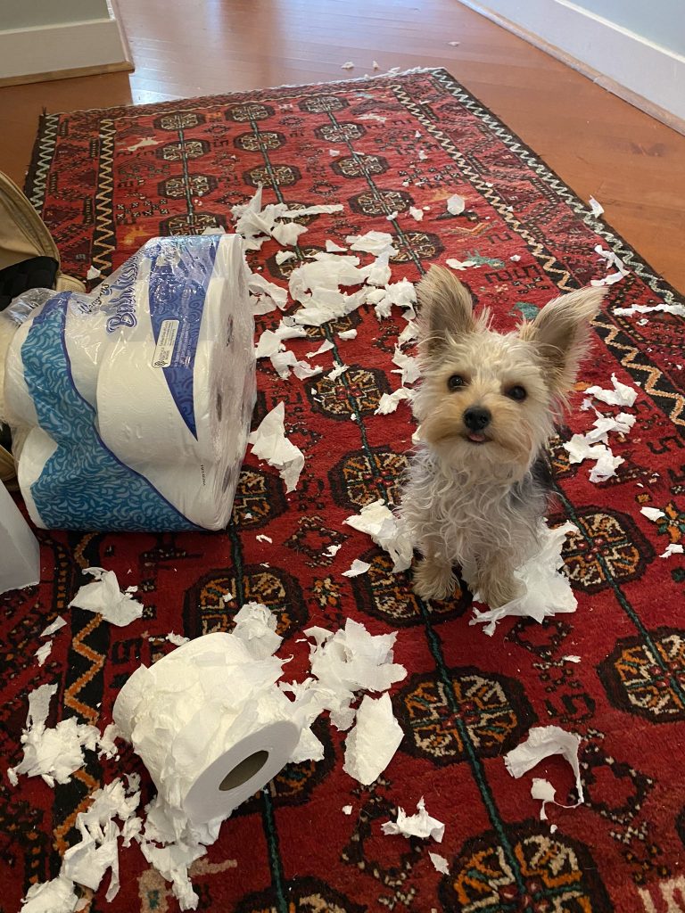 a small dog on a rug looking guilty. there is a package of toilet paper that has been torn up all over the floor