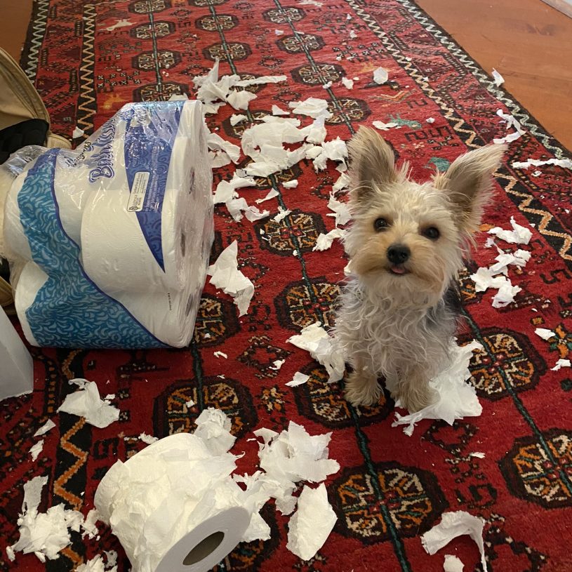 a small dog on a rug looking guilty. there is a package of toilet paper that has been torn up all over the floor