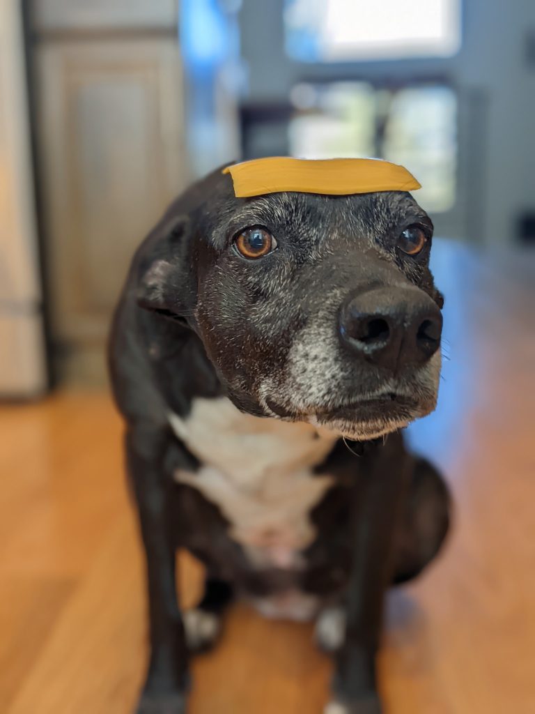 black and white dog sits with a single slice of cheese on her head. she is offering it to you but would like an answer ASAP