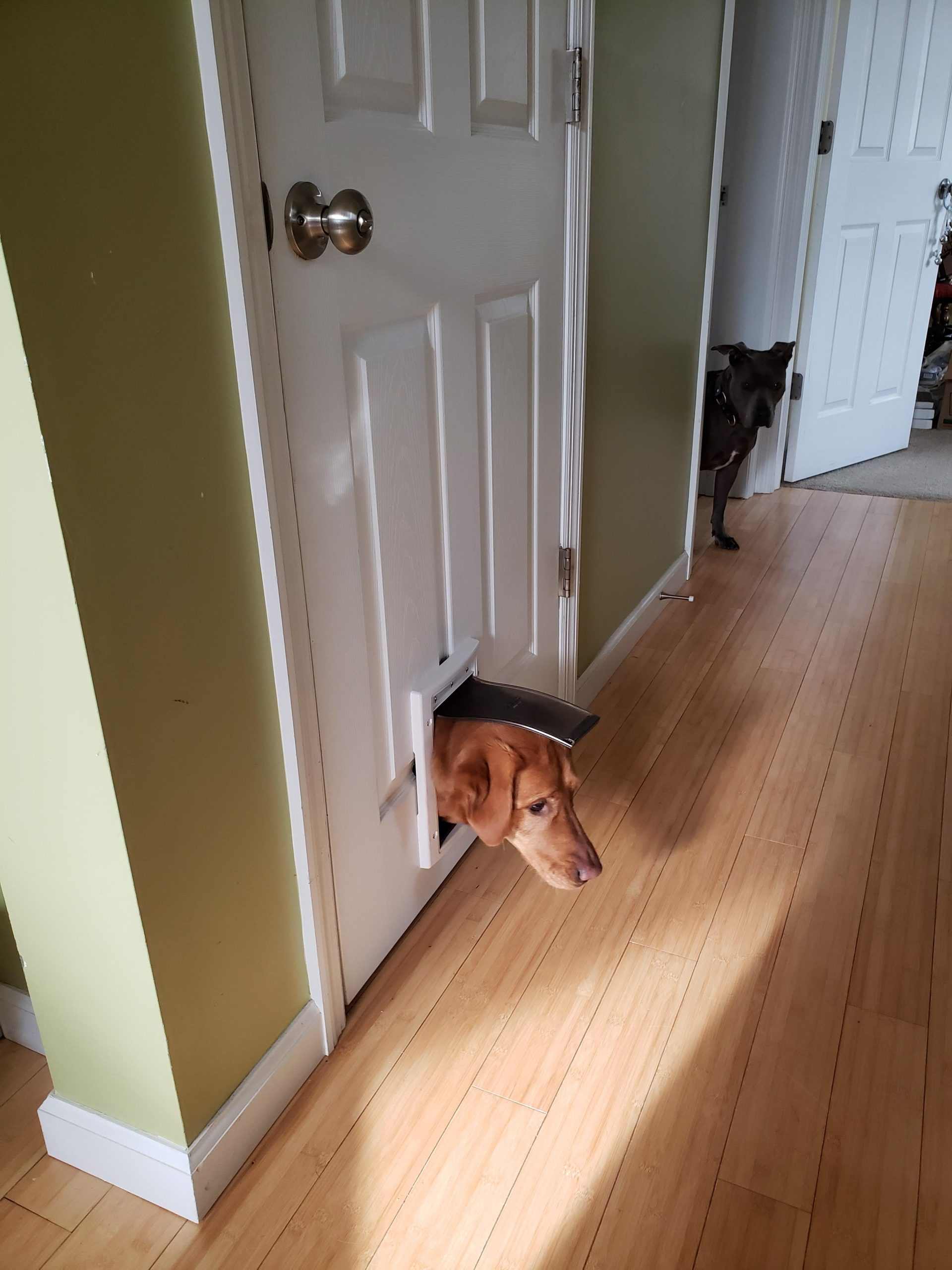 another look at Maddie with her head stuck in the tiny doggy door. a black dog is standing around the corner staring in amazement