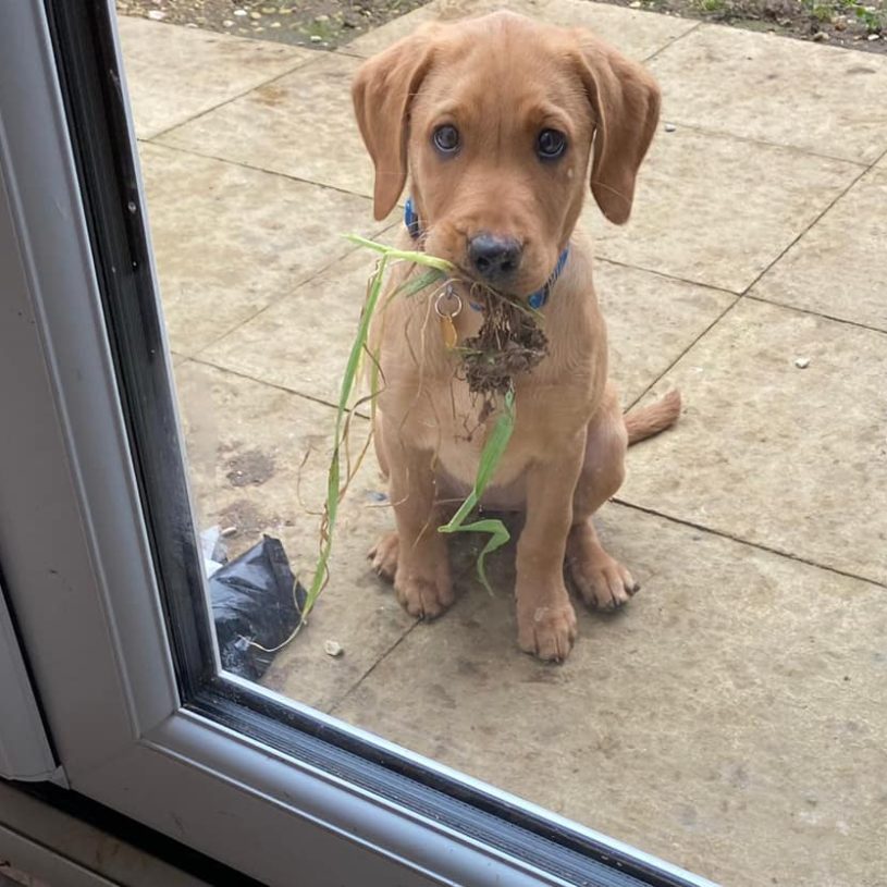 red lab puppy sits outside a glass door with a sad, wilted flower in her mouth. please accept it
