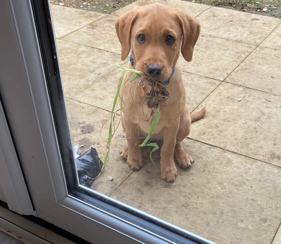 red lab puppy sits outside a glass door with a sad, wilted flower in her mouth. please accept it