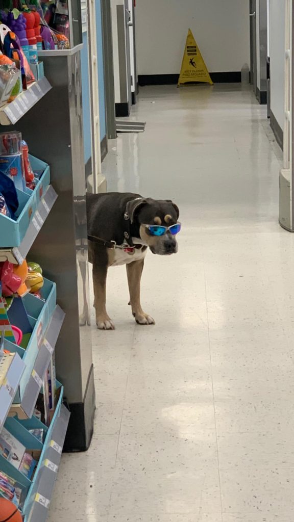 a dog very obviously in disguise wears a pair of sunglasses as he peeks around the corner of a store aisle