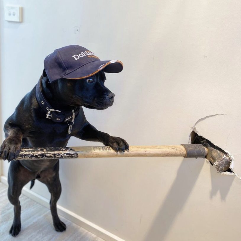 small black dog stands with his front paws on a sledgehammer that's sticking out of the wall. he's hard at work
