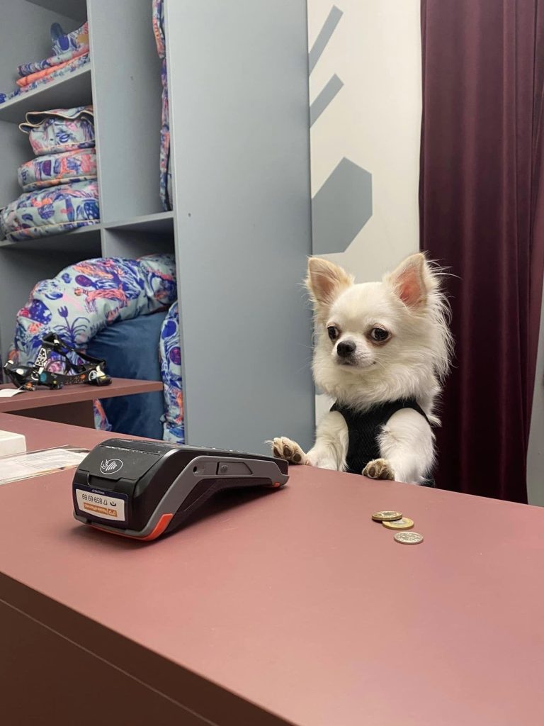 small, white chihuahua stands behind a counter, his paws resting on top of it. a calculator and coins sit on the counter. it is obvious he has had it based off the disgruntled look on his face