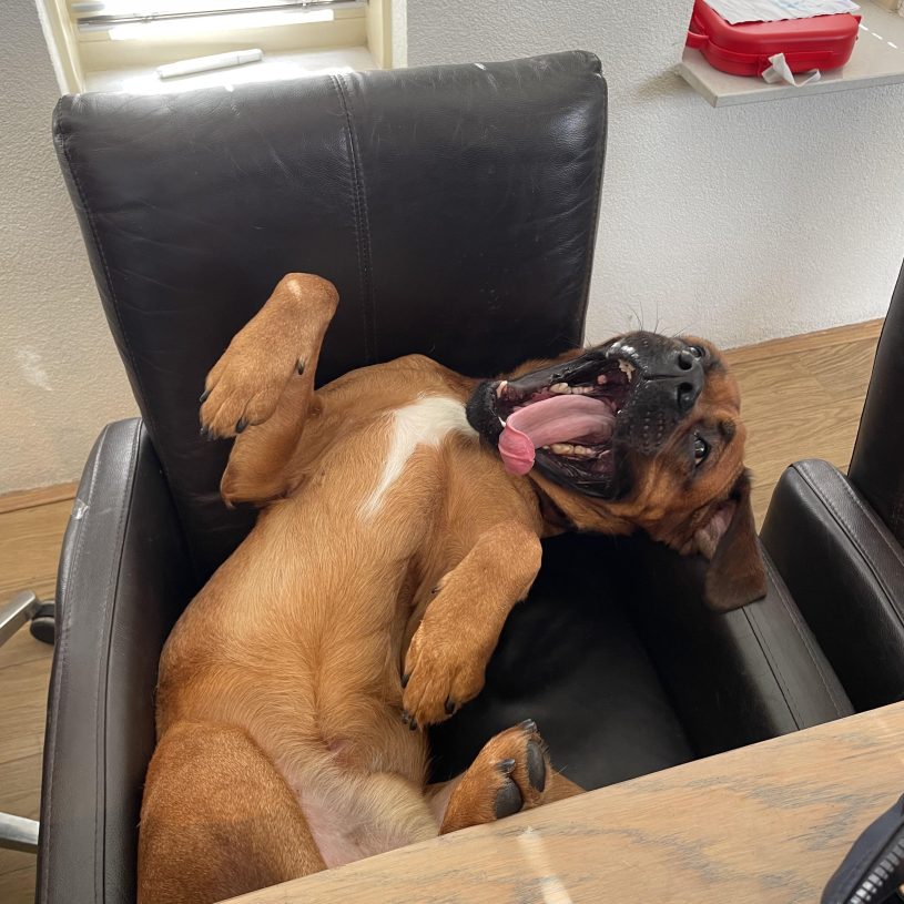 brown dog lays in a black office chair with the silliest look on his face like he's laughing and his tongue hanging out of his mouth. how does he still get away with the ol' "turn off and back on again" trick?