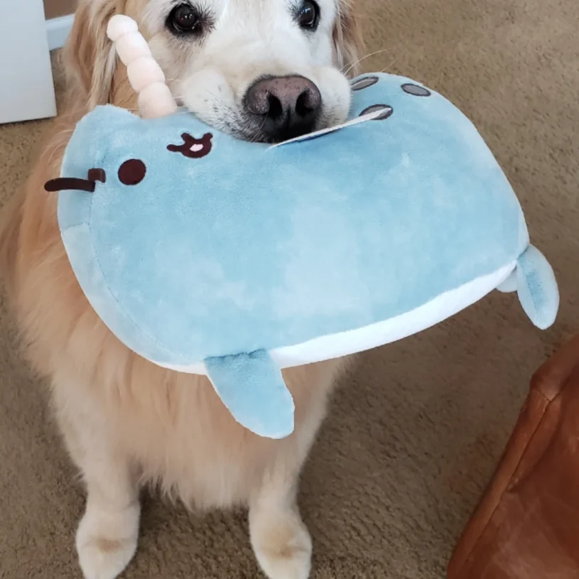 senior golden sits holding a stuffed, blue pusheen narwhal in his mouth. he's offering it to you, but please remember to return it soon