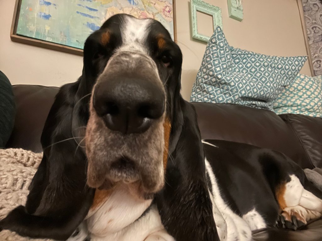 close up selfie of a black and white basset hound. his boop is very close to the camera. can't figure out this dang newfangled phone