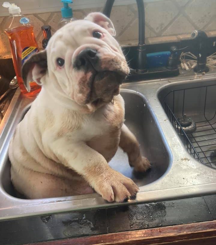 white bully puppy with mud all over his paws and mouth sits in a kitchen sink. the look on his face suggests he's reconsidering the life choices that led him to this point