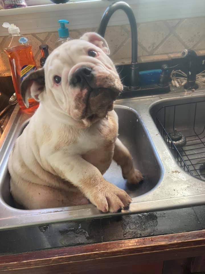white bully puppy with mud all over his paws and mouth sits in a kitchen sink. the look on his face suggests he's reconsidering the life choices that led him to this point