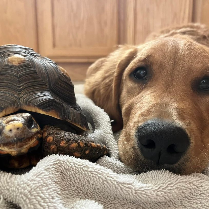 two dogs laying on a blanket and staring at you with puppy dog eyes. the right dog is a golden retriever, the left dog has a thick shell. okay the left dog may be a turtle