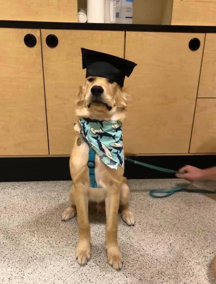 a golden retriever sits tall for the camera. he is wearing a shark-print bandana, a teal harness, and, most importantly, a graduation cap pulled snugly over his noggin that comes down to his eyes. his face is serious, almost stern. the realities of life after school may have hit him, and if one more person asks what he’s doing after graduation, he will absolutely lose it.