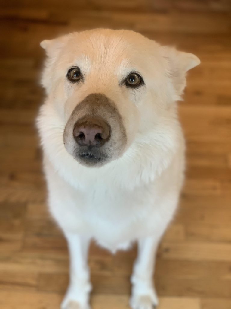 A large white shepherd sits on hardwood flooring looking expectantly at you, ears pinned back. His snoot is absolutely covered in brown dirt that has no logical explanation whatsoever.