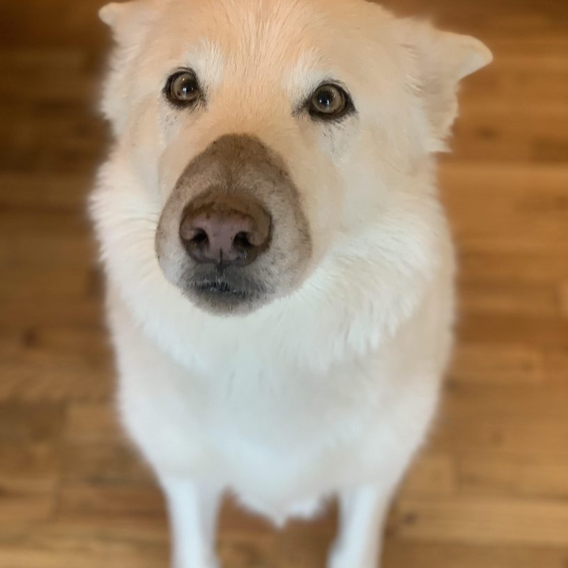 A large white shepherd sits on hardwood flooring looking expectantly at you, ears pinned back. His snoot is absolutely covered in brown dirt that has no logical explanation whatsoever.
