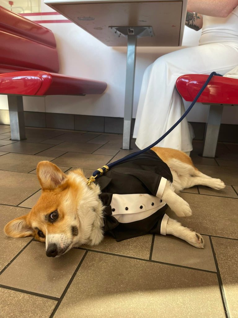 a corgi wearing a little tuxedo is lying on his side on the floor of a restaurant. he looks concerned. someone in a wedding dress is sitting behind him, but the groom is nowhere to be seen