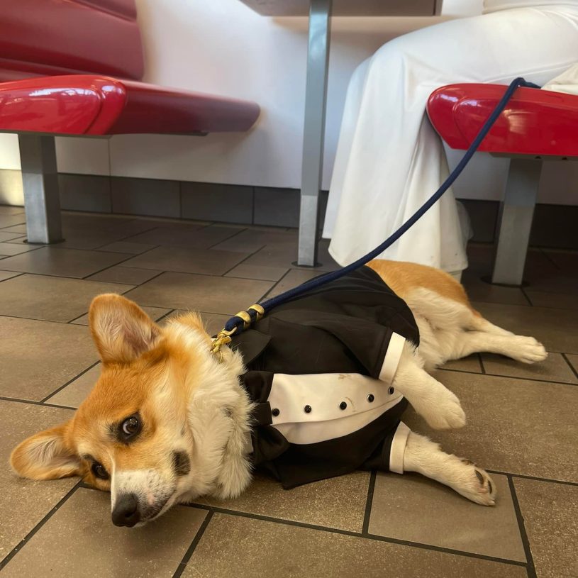 a corgi wearing a little tuxedo is lying on his side on the floor of a restaurant. he looks concerned. someone in a wedding dress is sitting behind him, but the groom is nowhere to be seen