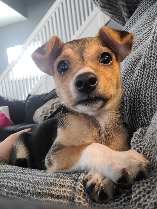 tan and black puppy sits with her white paws crossed. her face is one of disappointment. how could you not notice her very cute, very triangular ears? they are folded over and look bouncy