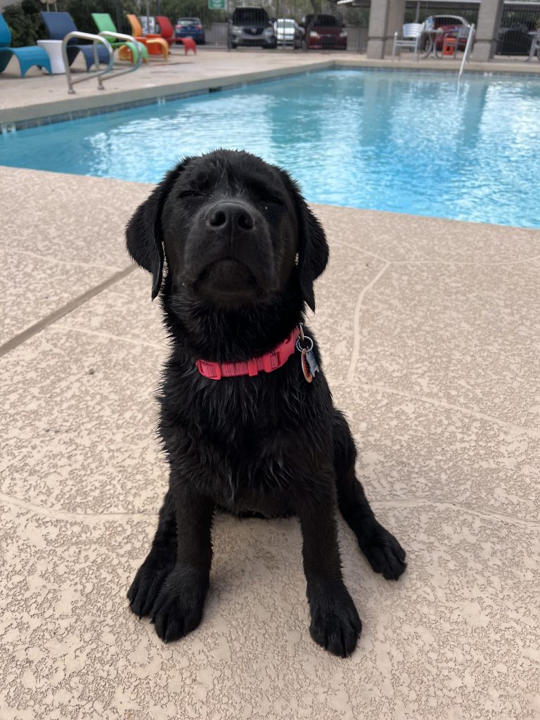 a slightly damp black lab with a red collar sits on a deck in front of a pool. her eyes are closed, and she has a look of protest on her face. her paws are out a little ways from her body, as if she has firmly planted herself by this pool and you cannot make her go any further.