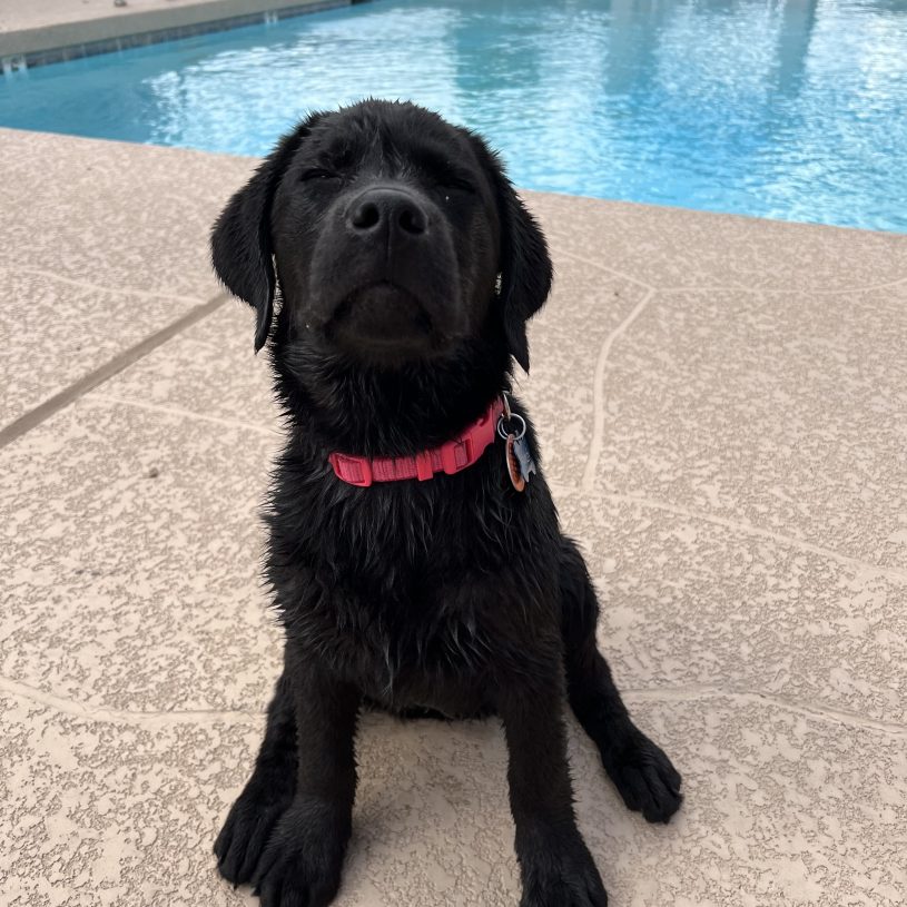 a slightly damp black lab with a red collar sits on a deck in front of a pool. her eyes are closed, and she has a look of protest on her face. her paws are out a little ways from her body, as if she has firmly planted herself by this pool and you cannot make her go any further.
