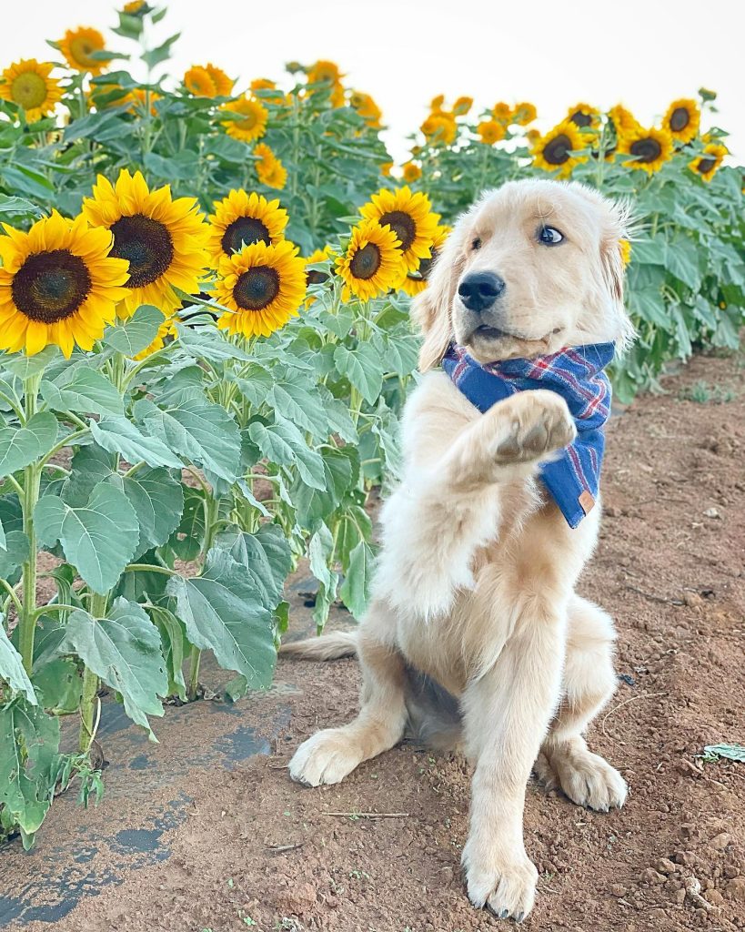 a golden retriever wearing a blue and red plaid bandana sits near a field of sunflowers. he has a shocked look on his face, is curling his lower lip slightly, and is raising one paw in shock.