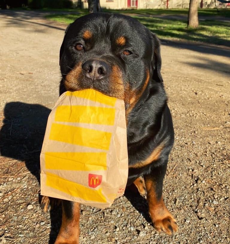 A black rottweiler with tan eyebrows sits on the ground in front of you with a brown paper bag in his mouth. His left eye is squinting a little. He's been through an ordeal.