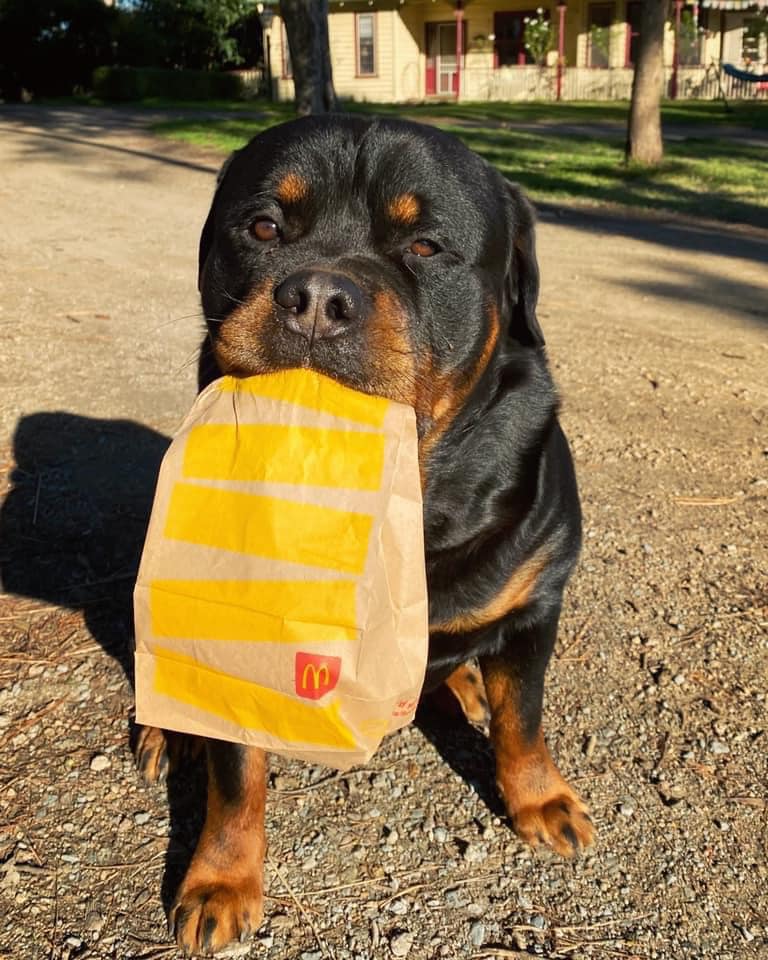 A black rottweiler with tan eyebrows sits on the ground in front of you with a brown paper bag in his mouth. His left eye is squinting a little. He's been through an ordeal.
