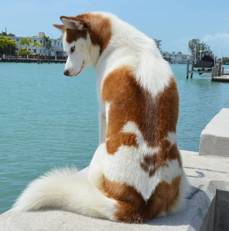 a brown and white husky with a fluffy white tail sits with her back to the camera in front of a body of water. her fur markings on her back resemble an ink-blot portrait of a brown and white husky. she has her head turned to the side so you can compare the masterpiece to her true beauty.