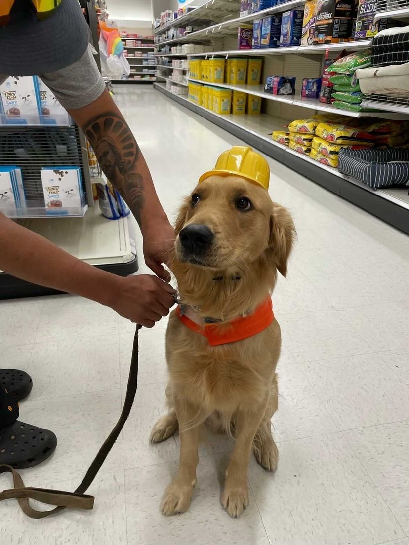 the golden retriever in the construction gear sits patiently on the white linoleum floor of the store while a person attaches a leash to his collar. his yellow hard hat looks comically small from this angle.