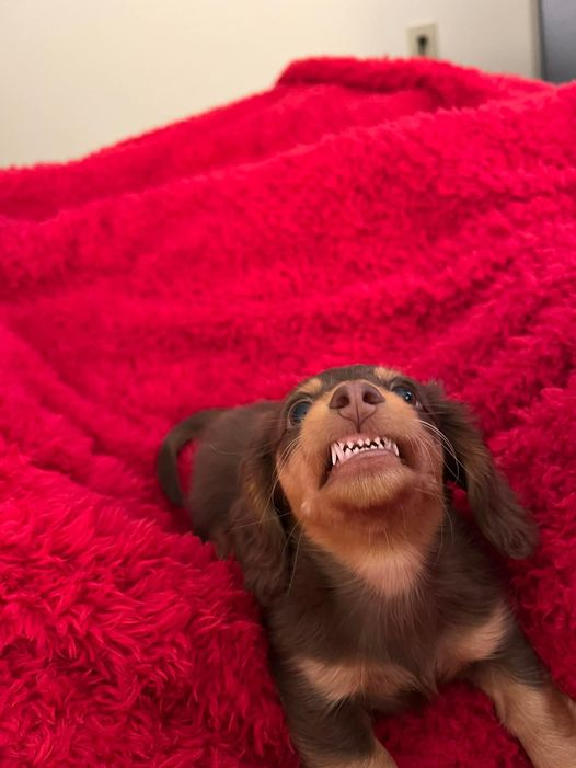 a chocolate and tan dachshund puppy looks up from a red blanket with a borderline unhinged smile. their eyes are intensely focused straight up. every tiny puppy tooth is showing, and it must be said: they are blindingly white.