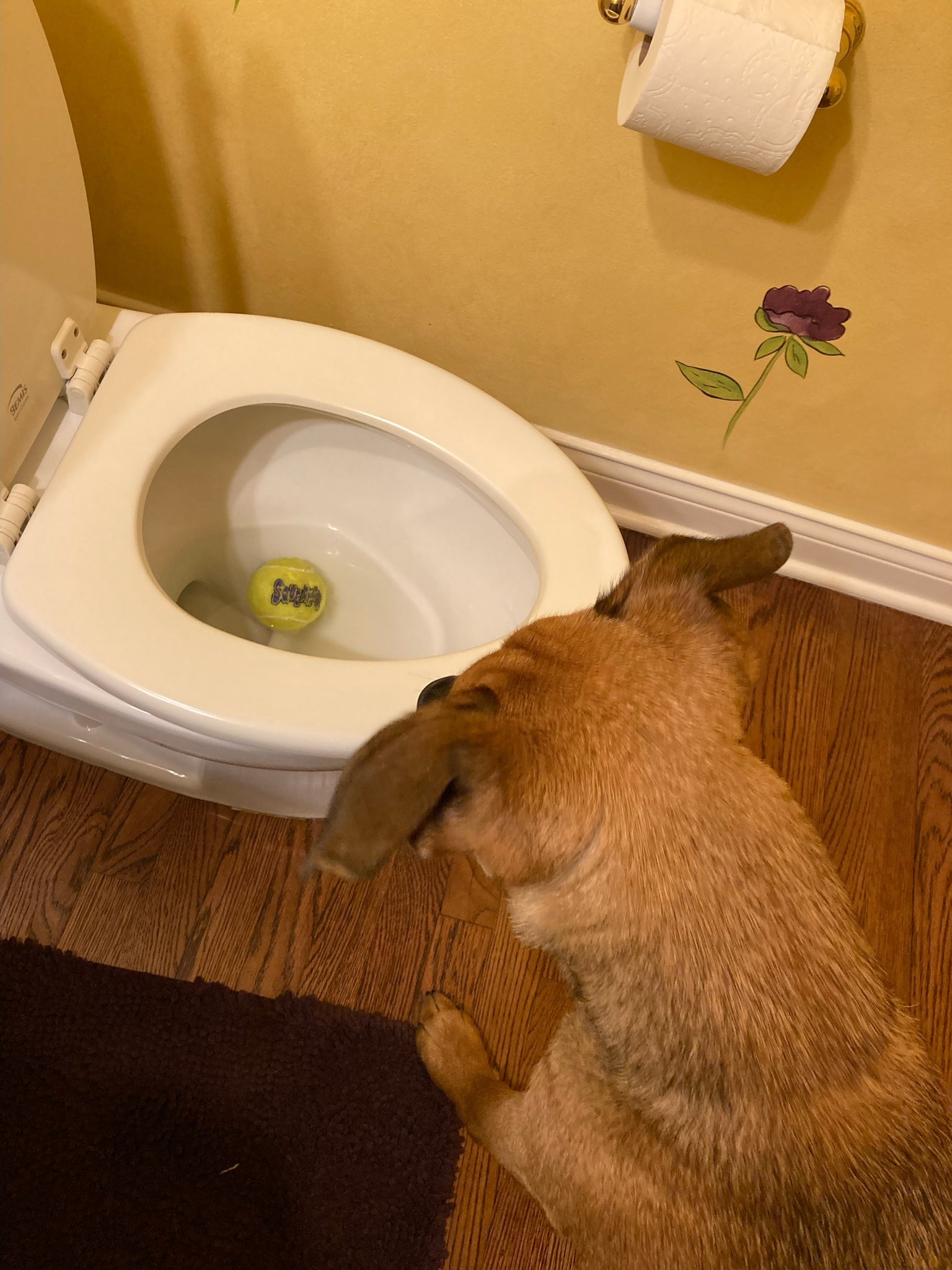 A large brown dog peers into a toilet, where a soggy tennis ball is floating.