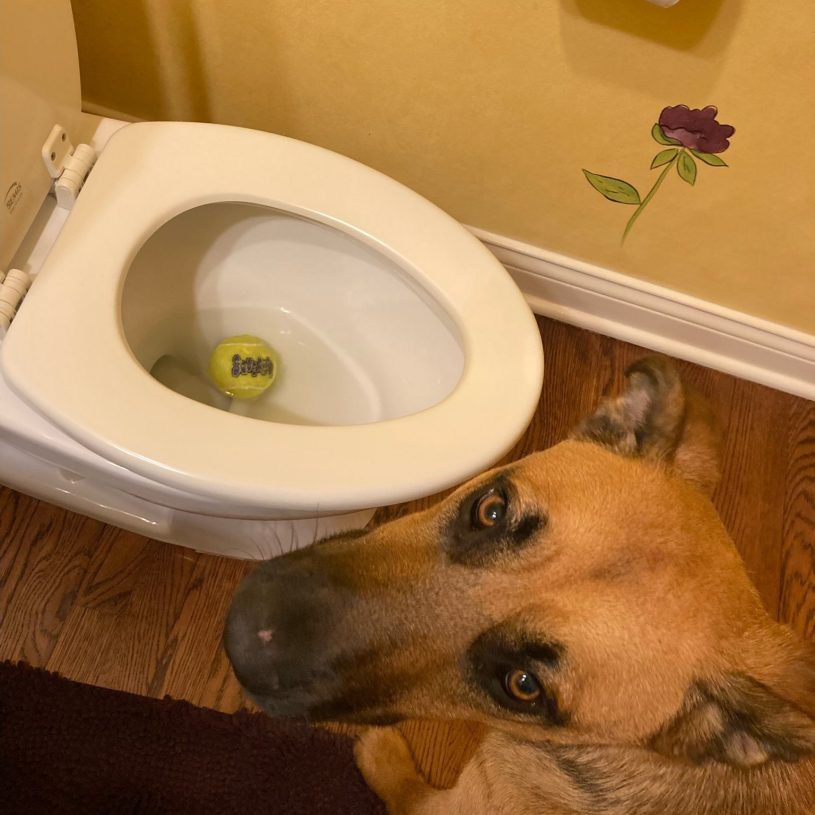 A large brown dog with big brown eyes looks pathetically back at you, asking for help. In front of him, a tennis ball floats helplessly in a toilet.