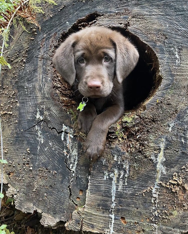 a brown fluffy creature that vaguely resembles a chocolate labrador puppy peers at you from within a hollow in a tree stump. its little green name tag camouflages perfectly with the sprigs of leaves nearby.