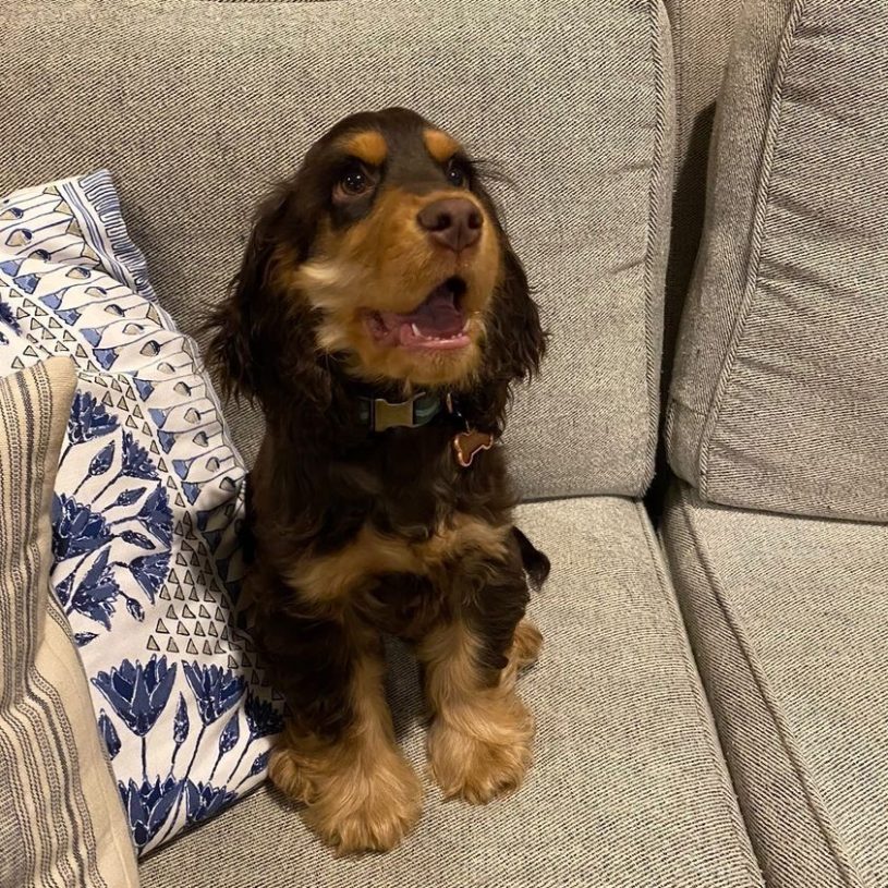 A black and brown spaniel puppy is sitting on a grey couch next to a blue and white throw pillow. His mouth is slightly open in surprise, and his eyes are a little wide.