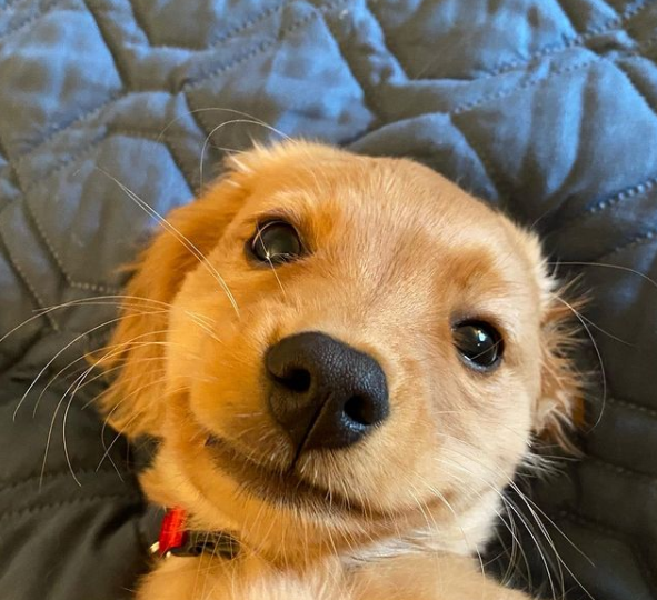 A little blond pup is lying down on a grey blanket, looking up at you with big brown eyes, a very boopable black nose, and a sweet smile. His whiskers are magnificent.