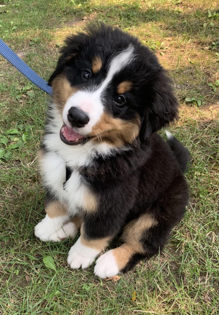 a black, tan, and white bernese mountain dog puppy sits in a patch of grass. he has his head cocked to one side and is wearing a big smile like it’s school picture day. his front right paw is stepping directly on his back right paw. he has a blue leash and the tiniest white tip on his tail.