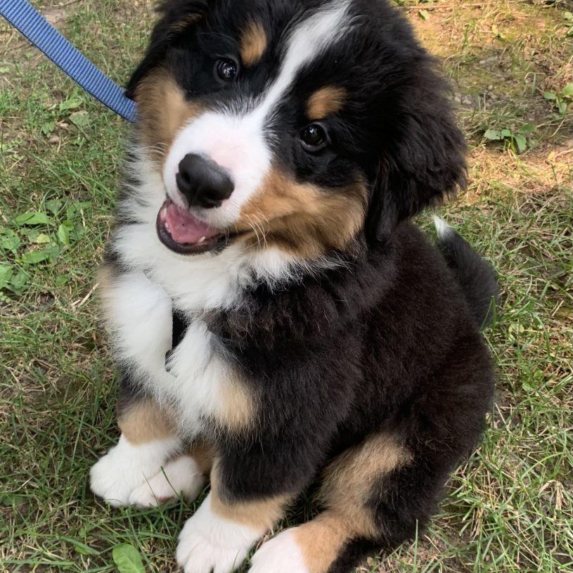 a black, tan, and white bernese mountain dog puppy sits in a patch of grass. he has his head cocked to one side and is wearing a big smile like it’s school picture day. his front right paw is stepping directly on his back right paw. he has a blue leash and the tiniest white tip on his tail.