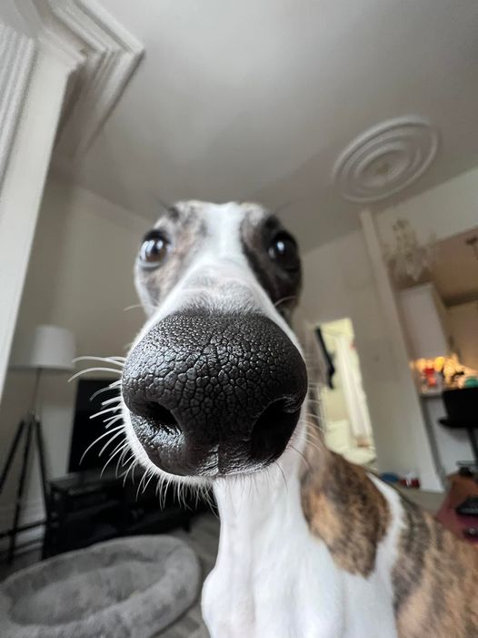 a brindle and white greyhound poses for a picture with a fisheye lens. the lens has distorted her already long face to make it look even longer, and her wet black nose is the only thing in focus. her ears are occluded by her head. the star of the show is her little white whiskers that extend from either side of her very-hard-to-miss nose.