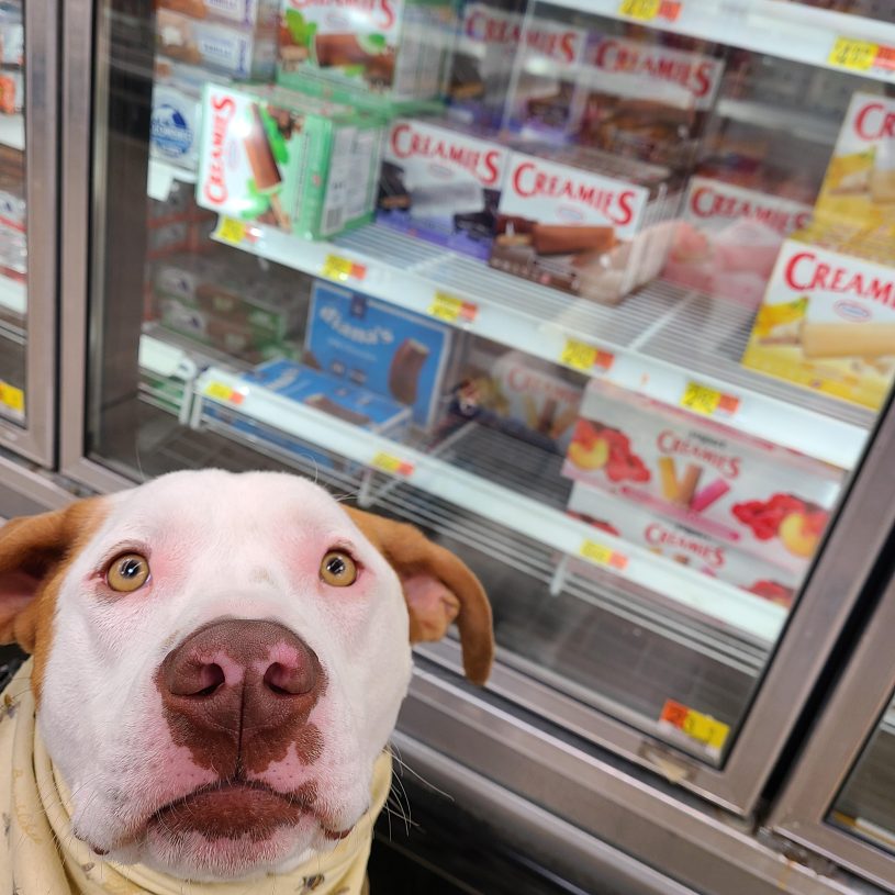 a large pup with a white face and brown ears is sitting on the floor of a grocery aisle with pleading eyes. behind him is a freezer section filled with frozen desserts behind a clear door. you can't see nose prints on the door, but you wouldn't blame him if there were a few.