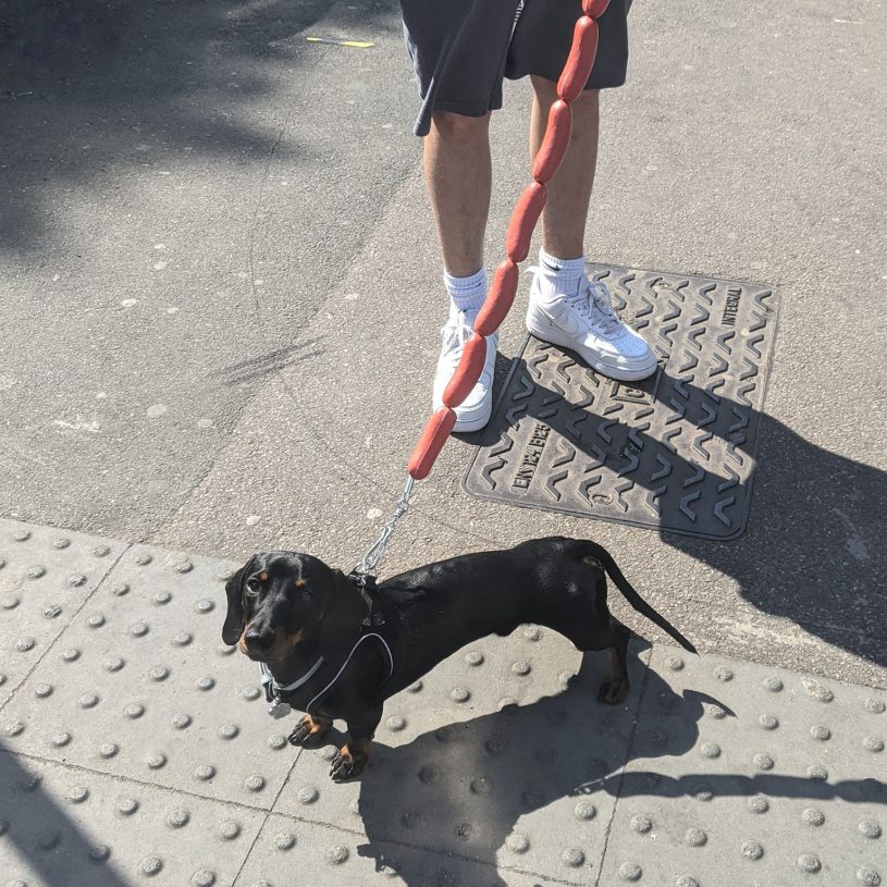 a black dachshund wearing a black harness stands on the concrete looking a little surly. his human handler stand back a little ways, holding a leash that appears to be eight consecutive hot dogs, linked end to end.