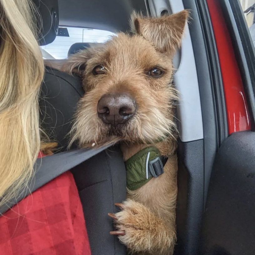 a scruffy brown terrier is sticking his head between the door and the driver’s seat of a red car with black interior. part of a blond person is visible in the seat, and the dog looks like he wants to see what they’re seeing. one of his front paws is curled slightly around the seat to grip his perch. he has a little olive harness on, and one of his ears is alert on the top of his head. he'd make a very effective navigation system.