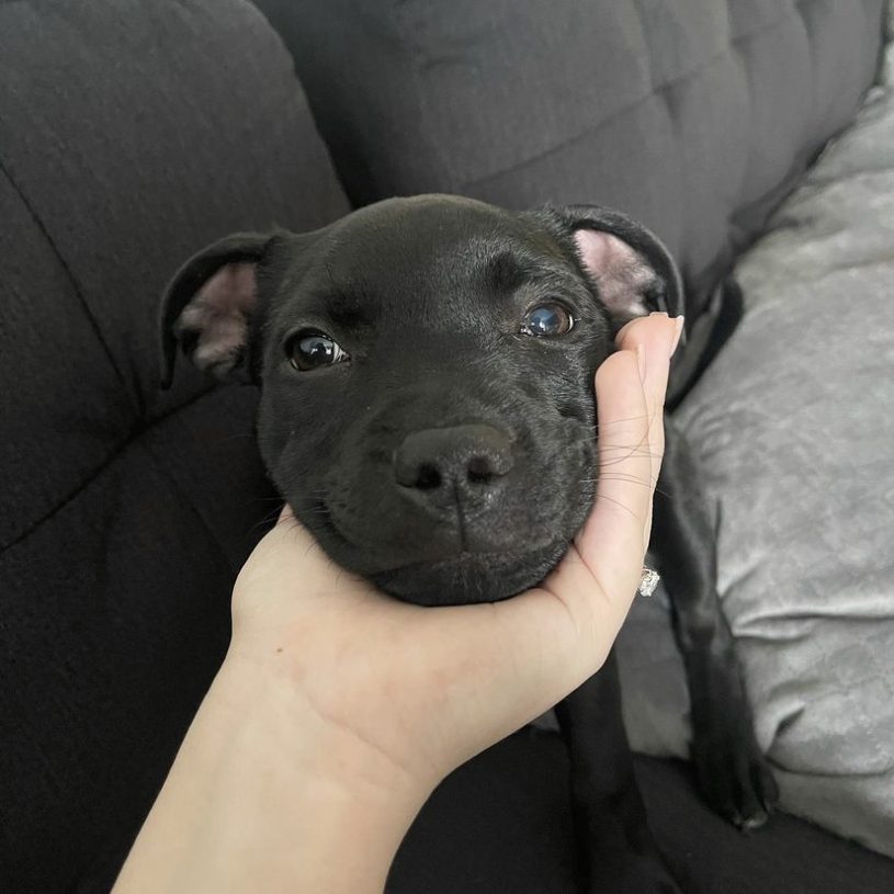 a small black dog sits on a gray sofa with her head cupped by a human hand. she’s smiling