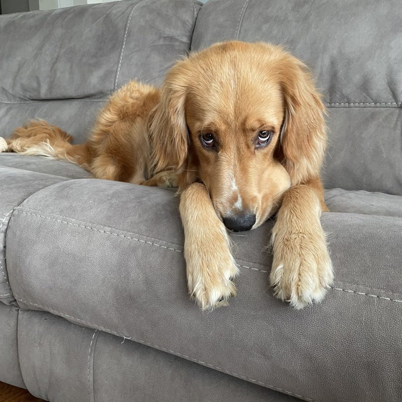 a golden retriever lays on a gray couch with slightly concerned eyebrows and a mysterious lump on the left side of his snout. he's avoiding eye contact by looking off to his right.