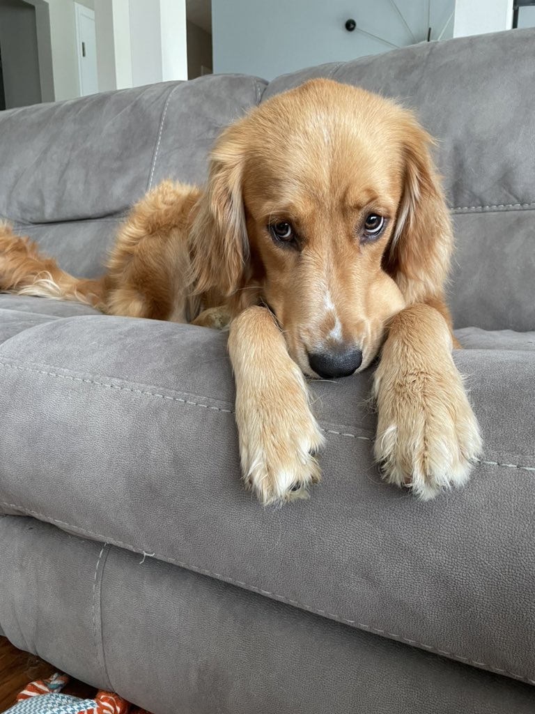 a golden retriever lays on a gray couch with slightly concerned eyebrows and a mysterious lump on the left side of his snout. he's still avoiding eye contact, but this time he's looking left.