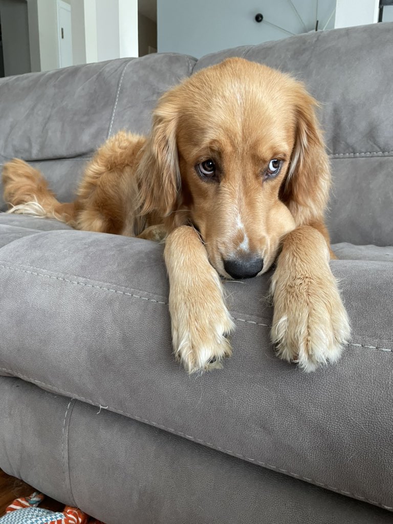 a golden retriever who's definitely not hiding something sock-sized in his mouth looks up at you from the sofa with pleading eyes. his innocence has never been more clear.
