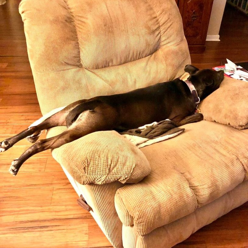 a dark dog with a short tail is lying horizontally across a large, tan, corduroy armchair. her legs are outstretched perfectly straight, extending over the edge of one of the arms. her chin rests on the other arm of the chair, and her front legs are tucked closely up next to her body. her core strength is next-level.