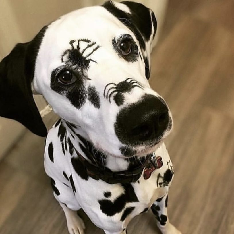 a dalmatian looks up at you while sitting on a hardwood floor. several of the dog’s spots have had lines added with mascara or something similar to appear more like spiders, including one by her right eye and another on the top of her snout. the dog looks very calm about this.