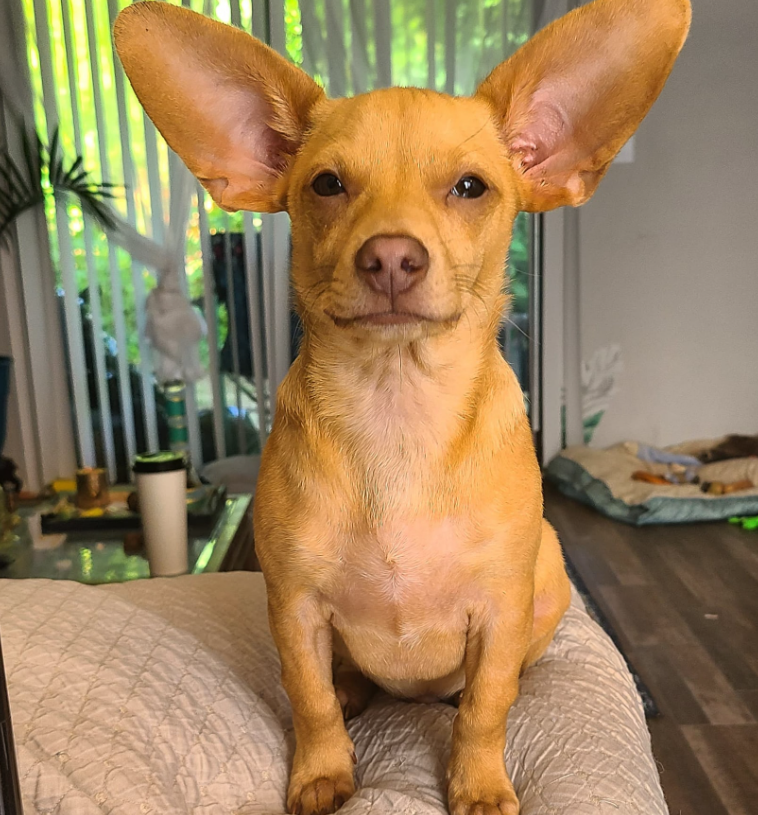 a small tan dog sits on a beige blanket, staring intently at you with a slight upward curl of his lip. his magnificent ears are extended up and out like two giant antennae from his face.