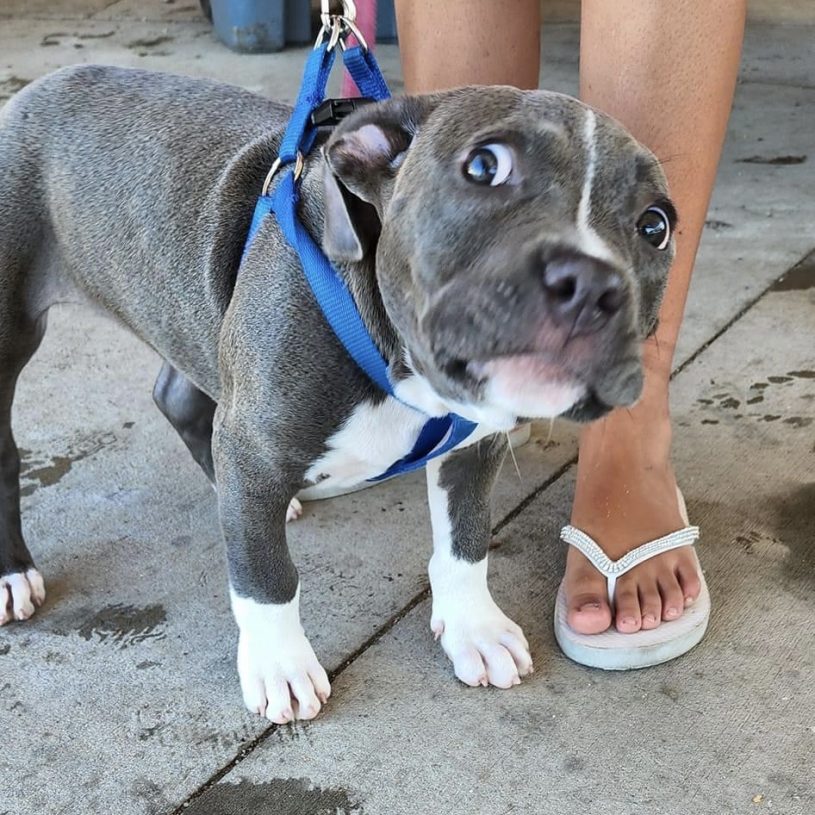 a gray and white pit mix puppy stands very close to her human’s feet on a sidewalk. her eyes are so wide the whites are visible, and she’s looking up and to the right. her ears are pinned back. she was clearly not expecting to see you there.