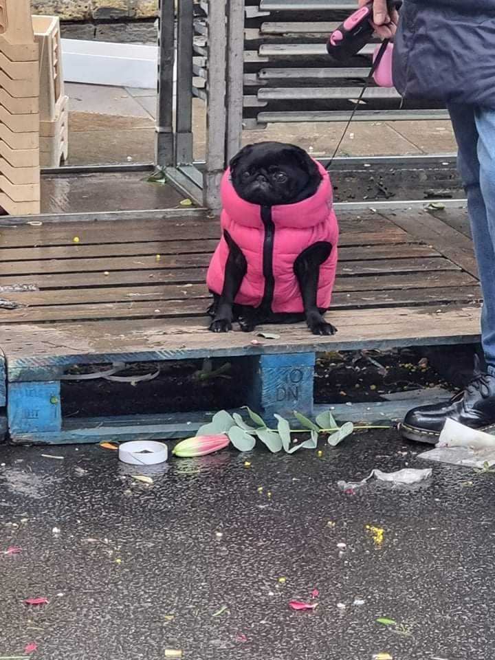 a black pug wearing a bright pink puffy vest sits on a deck staring into the distance. a pink and yellow flower is on the wet asphalt in front of them. this may or may not be rock bottom.