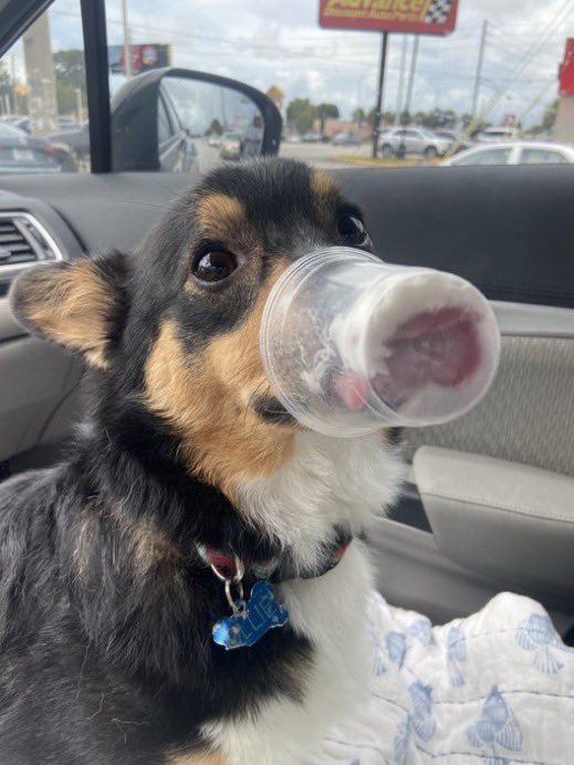a tricolor corgi sits in the passenger seat of a car with a clear cup over his snout. his tongue is extended out and curling upward, trying to reach the last little bit of whipped cream in the bottom of the cup.